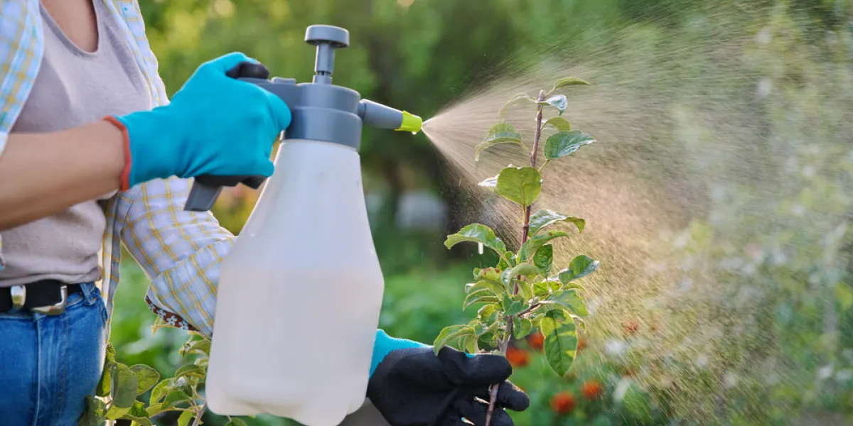 woman in garden with spray gun spraying young apple trees with preparations for protecting from bacterial fungal diseases and pest parasites, using chemical and biological preparations