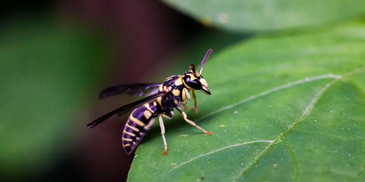 gros plan vue de vrai frelon jaune sur une feuille verte pour les insectes macro photographie commerciale