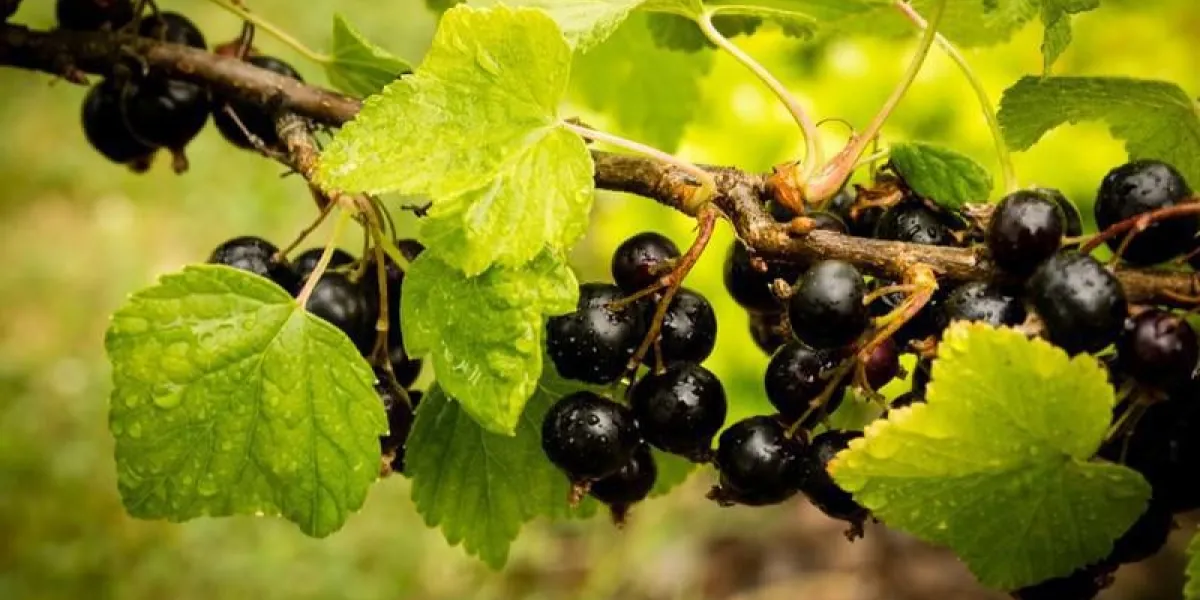 branche de cassis - ribes nigrum