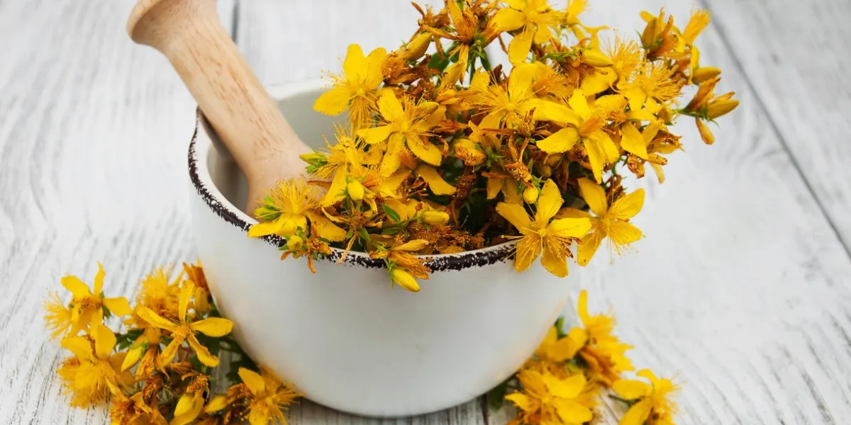 saint-john's-wort in the mortar on a wooden table