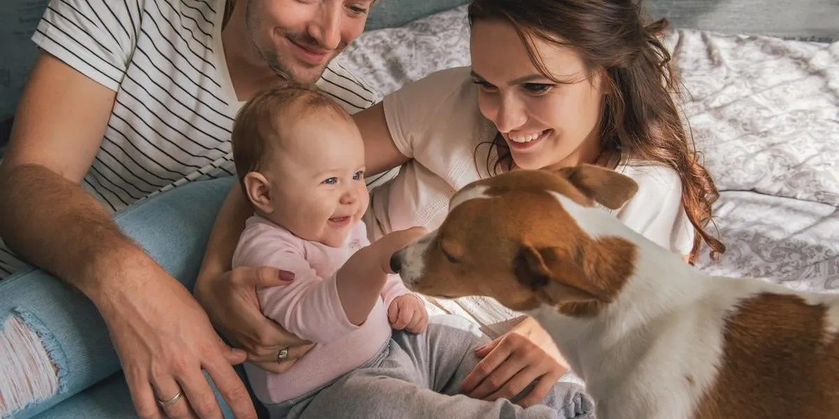 happy family with cute baby playing whis jack russel dog in bed at home