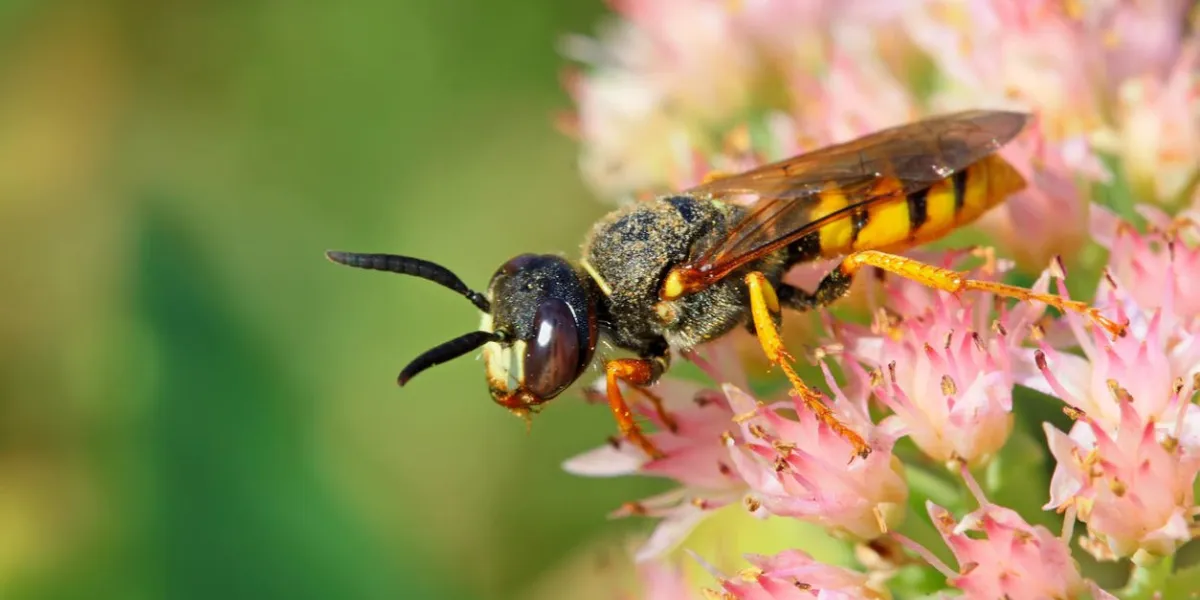 bees kind of insects in plant inflorescence