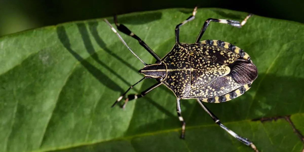 image of stink bug (eocanthecona furcellata) on green leaves insect animal