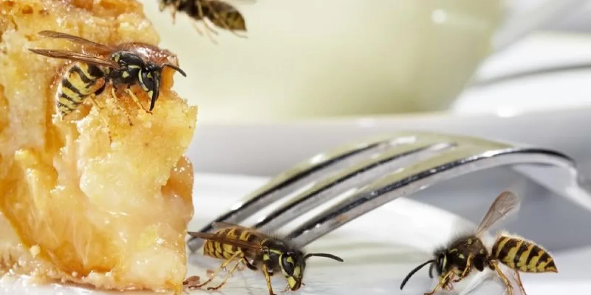 yellowjackets on the dessert plate