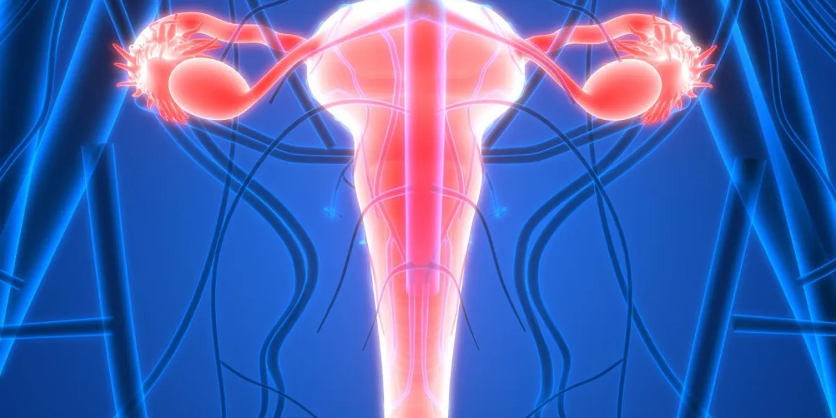 illustration 3d du système reproducteur féminin avec système nerveux