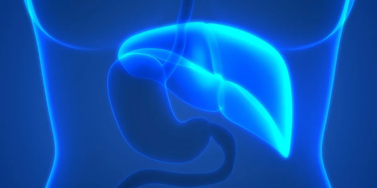 illustration 3d des organes du corps humain anatomie (foie)