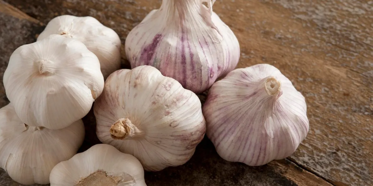 tas de sept bulbes entiers d'ail blanc et violet sur la vieille table en bois prêt à se séparer et manger