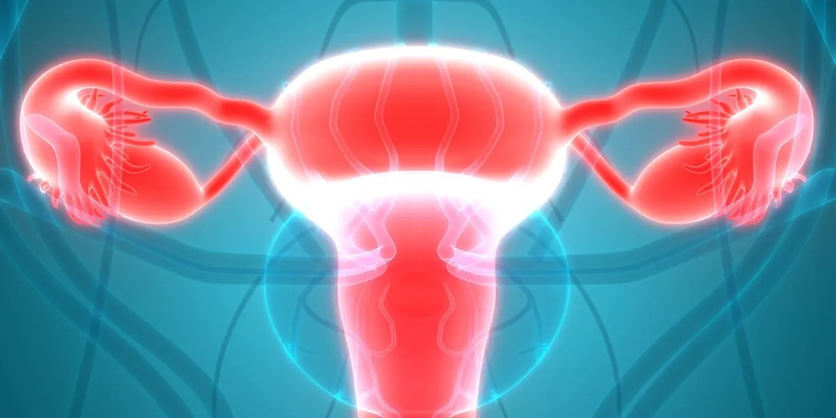illustration 3d du système reproducteur féminin avec le système nerveux et la vessie