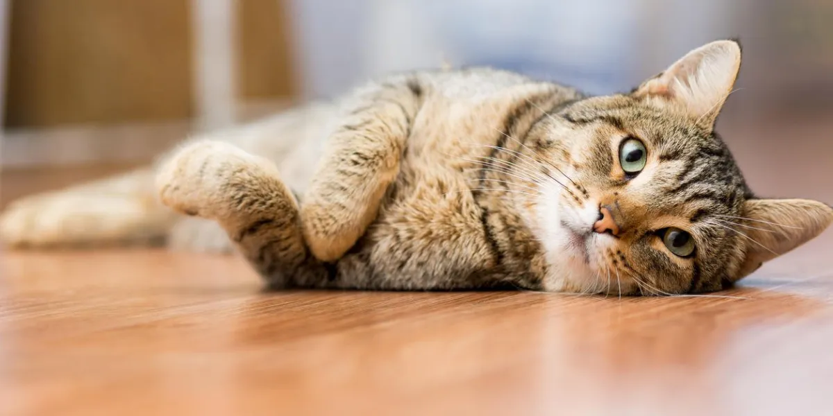 gray adult mongrel cat lies on the floor stretching the front paws