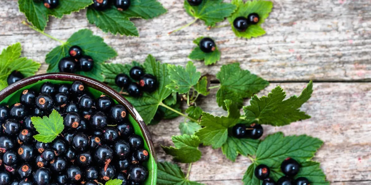 healthy smoothie from fruits with yogurt blended berry of blackcurrant vitamin drink, summer desserts concept