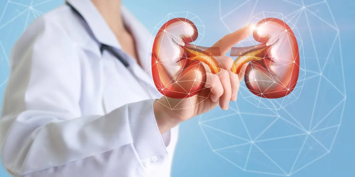 urologue montre à l'écran d'un concept de conception de rein