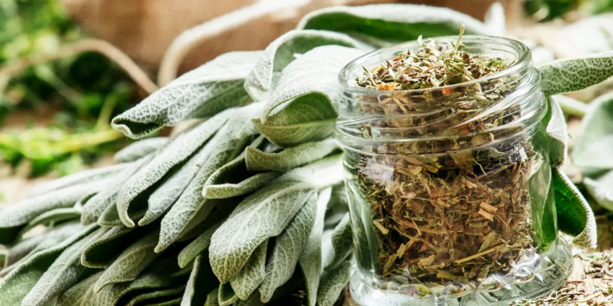 sauge séchée dans un bocal en verre, sauge fraîche sur la table en bois vintage, préparation des herbes médicinales séchage, mise au point sélective