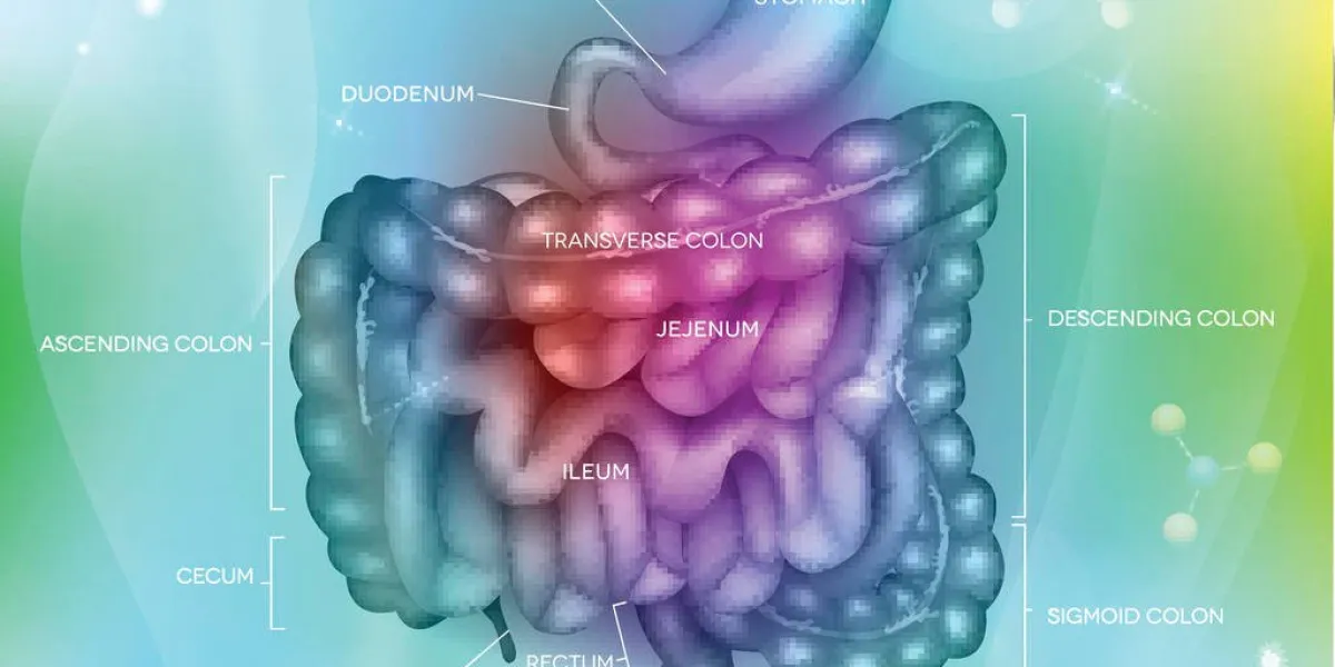 estomac du tractus gastro-intestinal, intestin grêle et du côlon, abstrait maille bleu clair avec des lumières belle illustration lumineuse