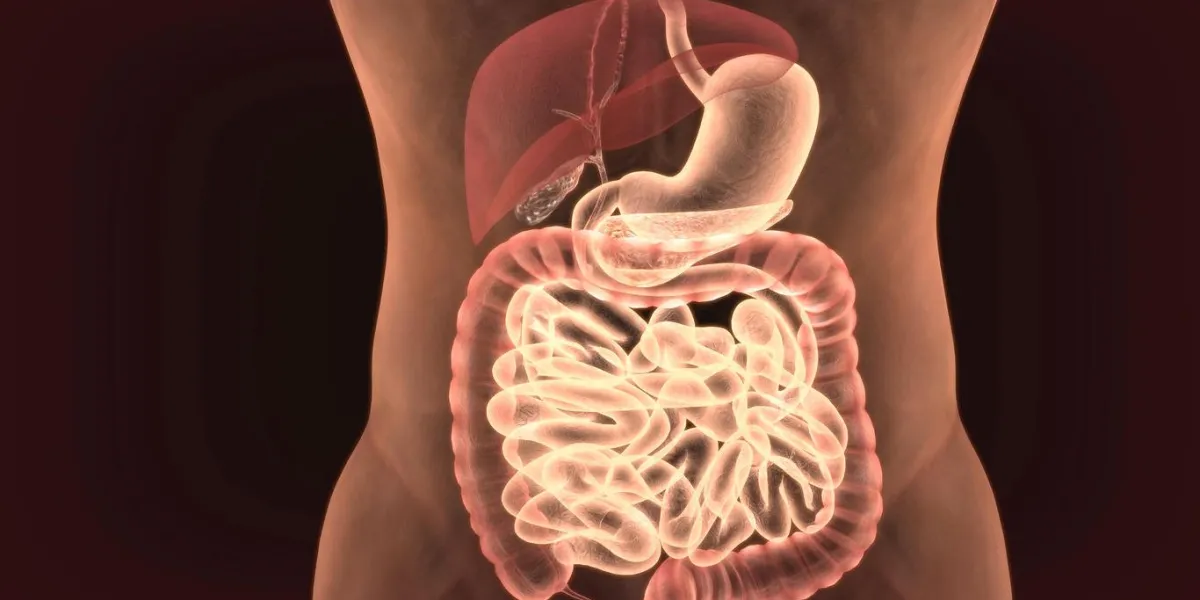 illustration 3d de l'anatomie des organes du corps humain