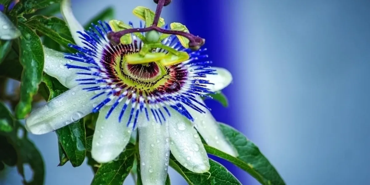 passionflower flowers in the summer garden