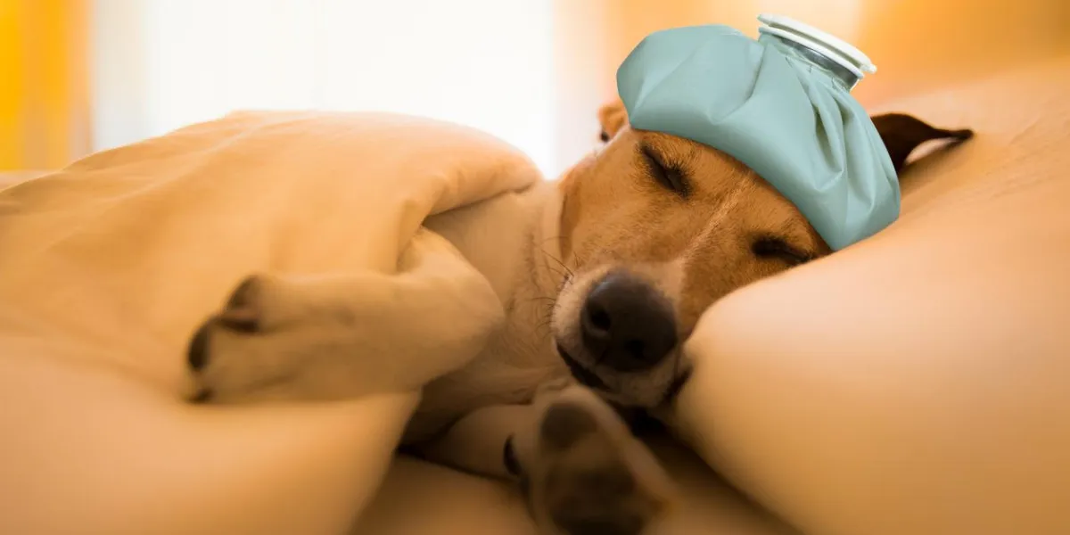 jack russell dog sleeping under the blanket in bed the bedroom, ill ,sick or tired, sheet covering its body (low light photo)