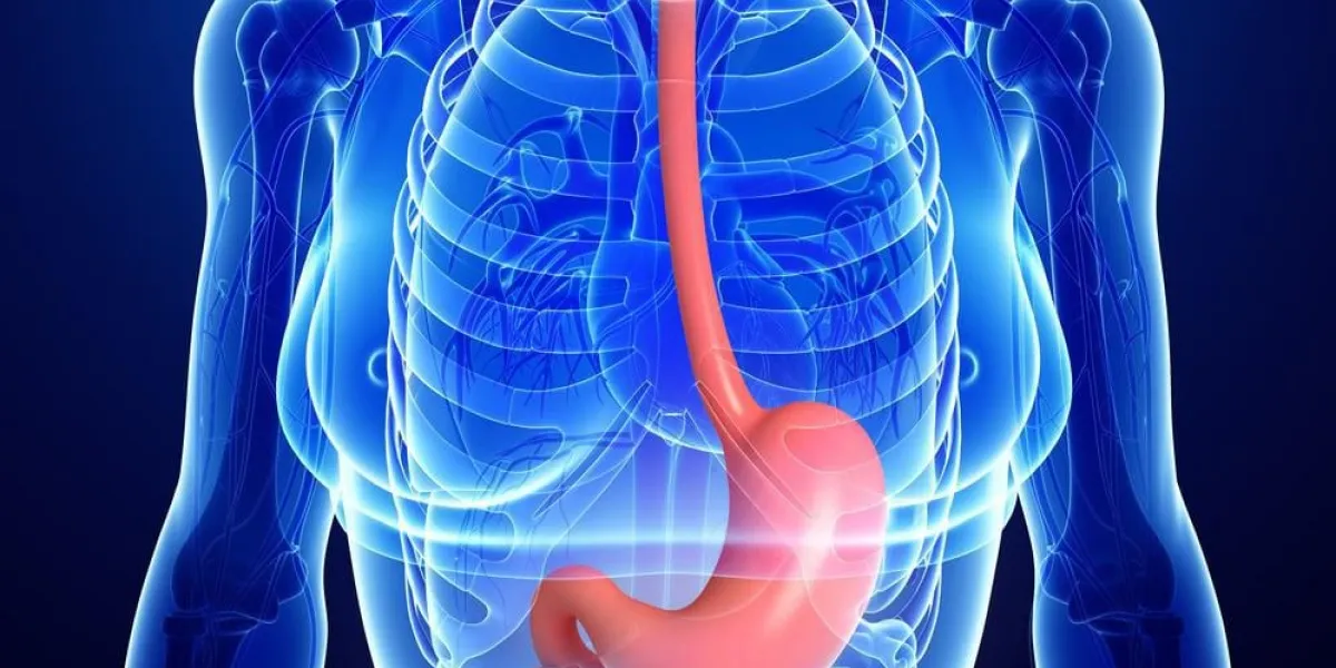 illustration de l'anatomie de l'estomac féminin