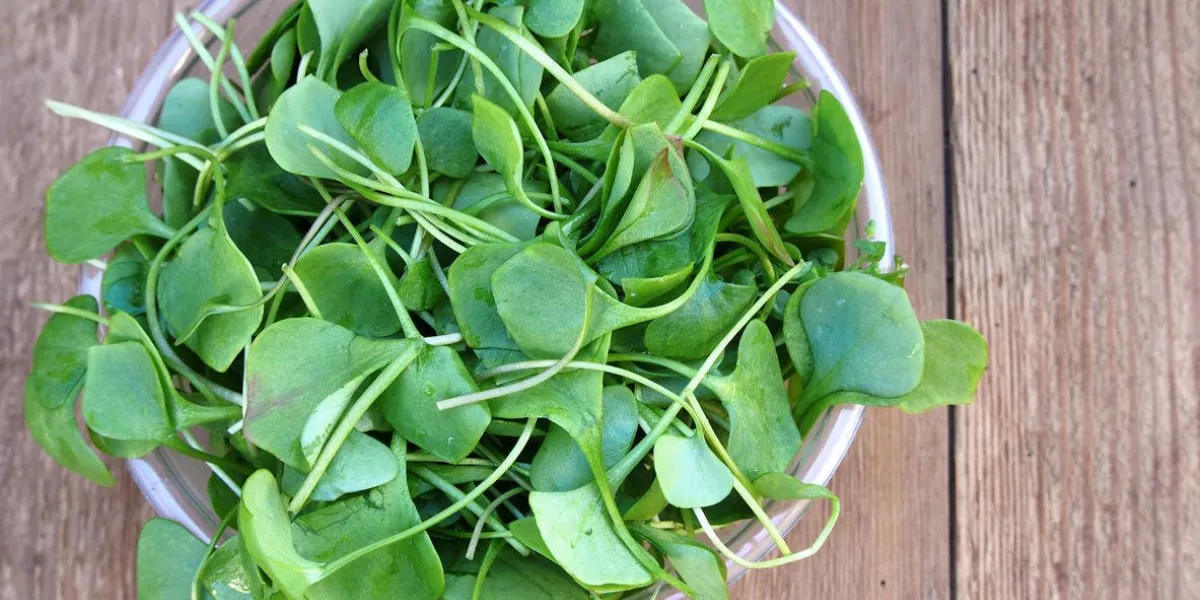cresson frais prêt pour la préparation de la salade