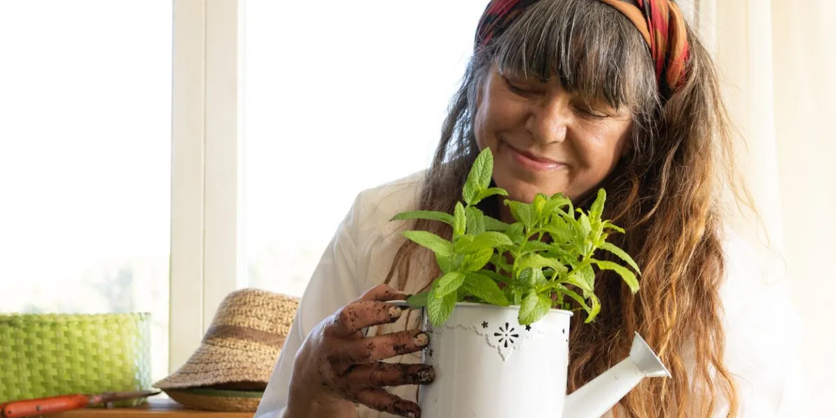 senior woman with a smile holds in her hands a watering can as a pot for a mint plant gardening at home in summerwellness and nature concept