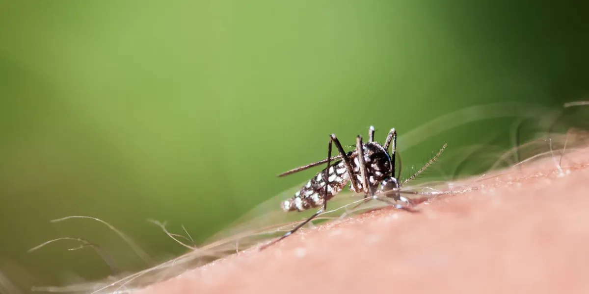 tiger mosquito sucking blood on human hand
