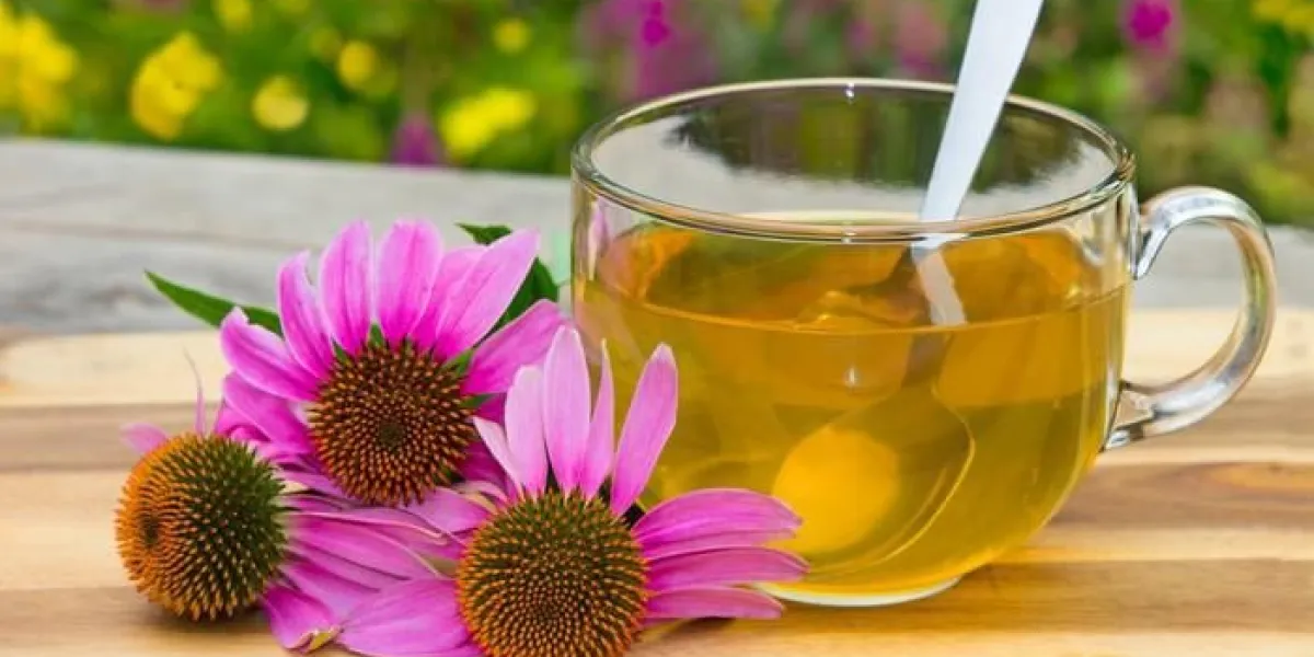 tasse de tisane de l'échinacée utilisée en médecine alternative un stimulant du système immunitaire