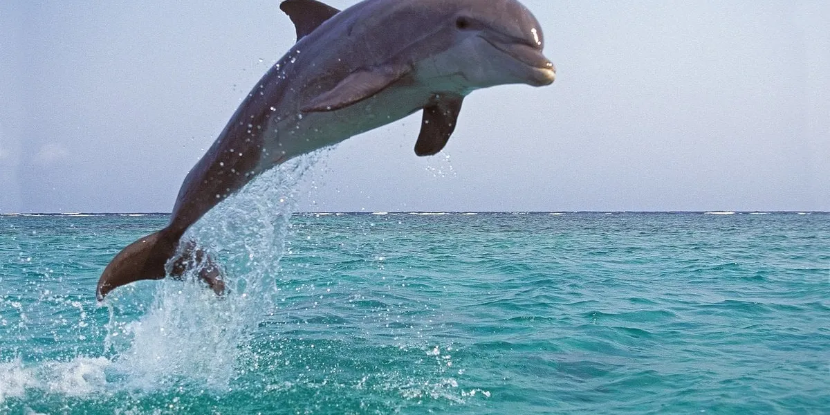 bottlenose dolphin, tursiops truncatus, adult leaping