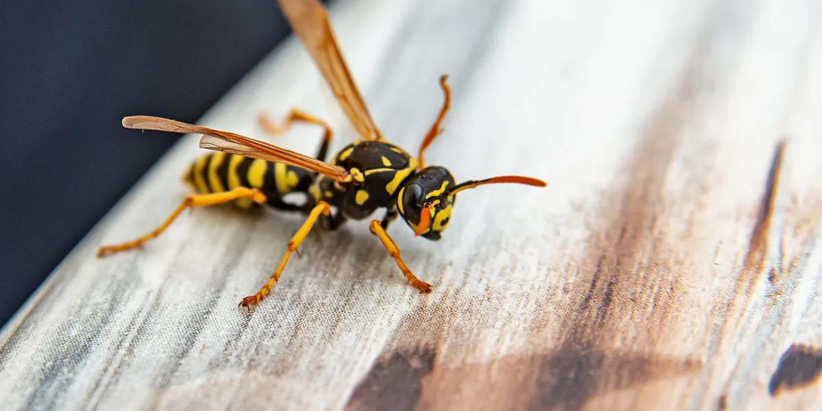 close-up of wasp