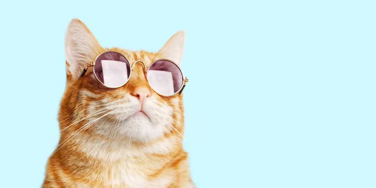 closeup portrait of funny ginger cat wearing sunglasses isolated on light cyan copyspace