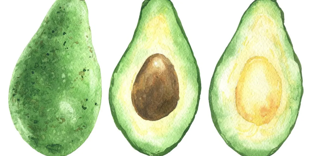 hand drawn watercolor avocado, green sliced half with pit, food art isolated on white background