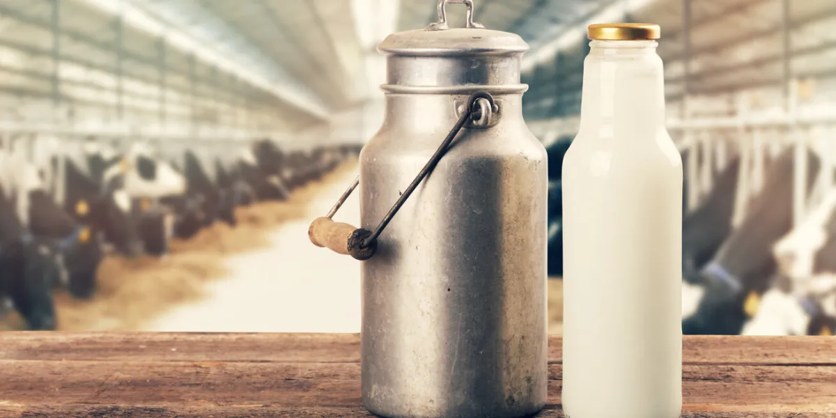 fresh milk bottle and can on the table in cowshed