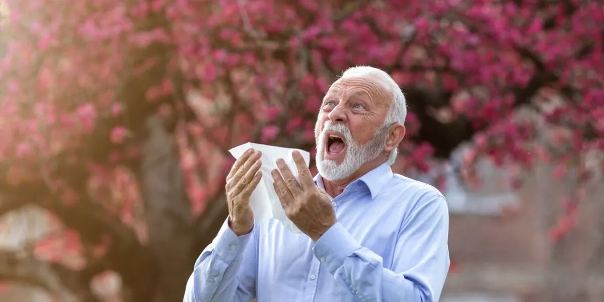 senior man sneezing into fabric napkin in front of blooming tree spring allergy reaction