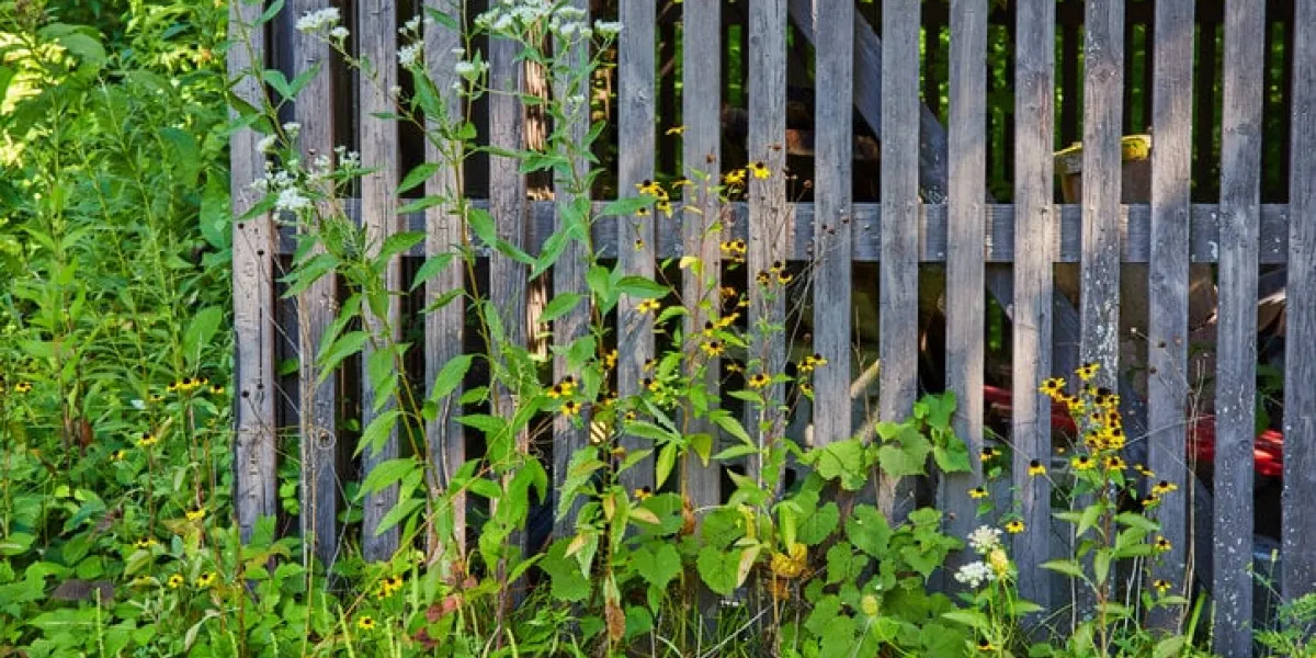 rustic wooden fence being reclaimed by overgrown greenery and wildflowers in muncie, indiana, casting a serene and peaceful mood