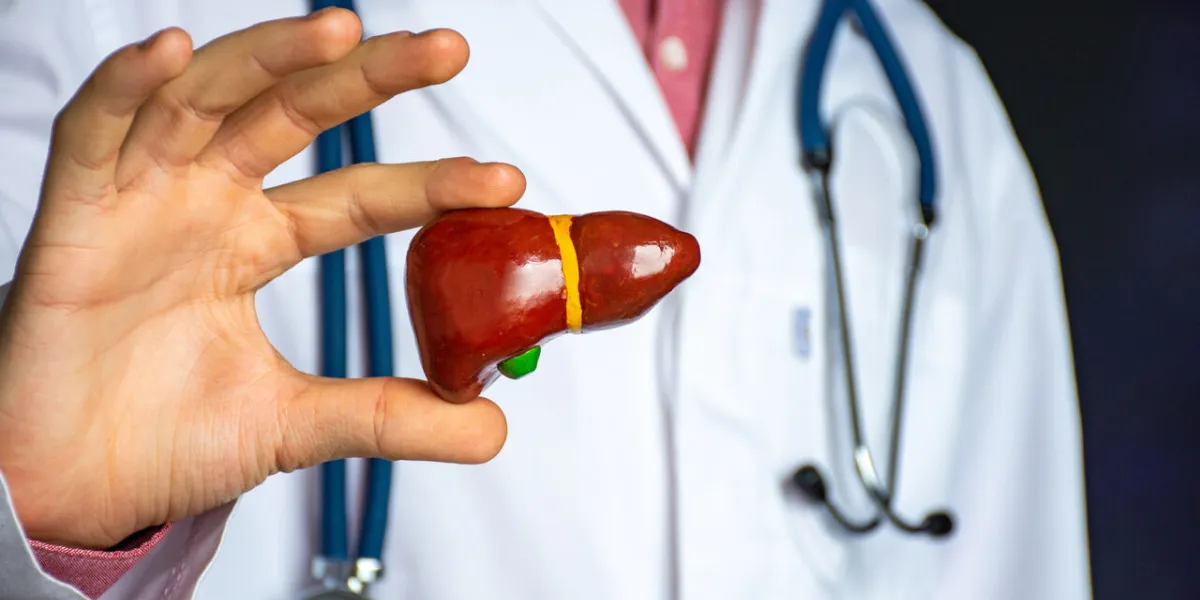 medical professional, doctor, gastroenterologist or hepatologist holds anatomical model of human liver in his hand and directs by stethoscope in his other hand to diagnose health and diseases