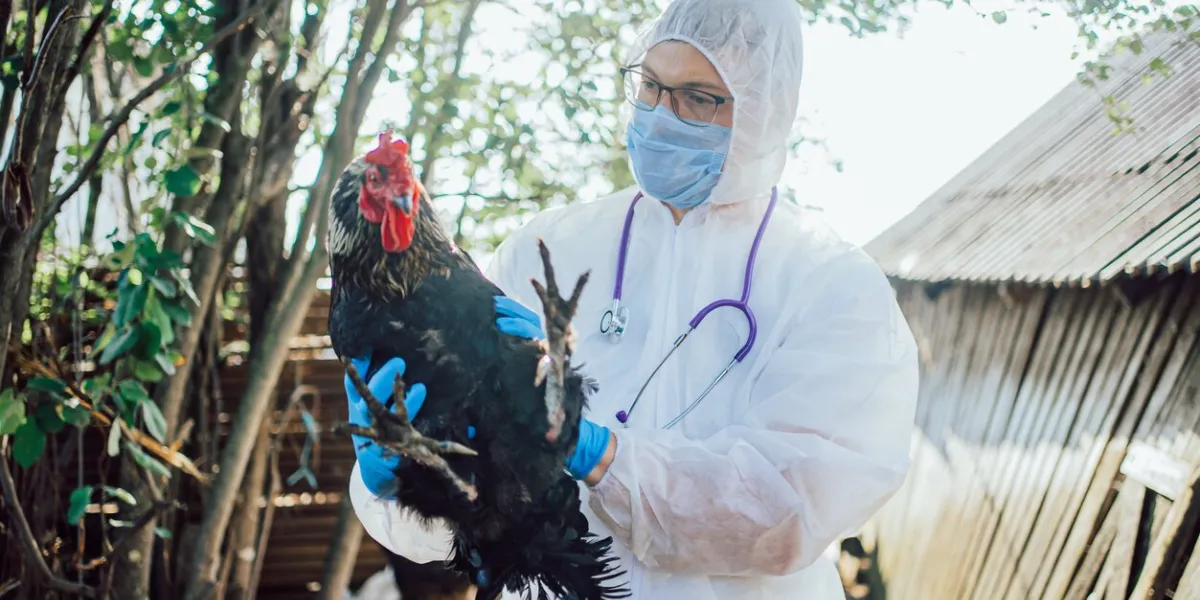 veterinarian in full protective gear carefully holds a rooster, ready to perform a health check in a rustic farm environment