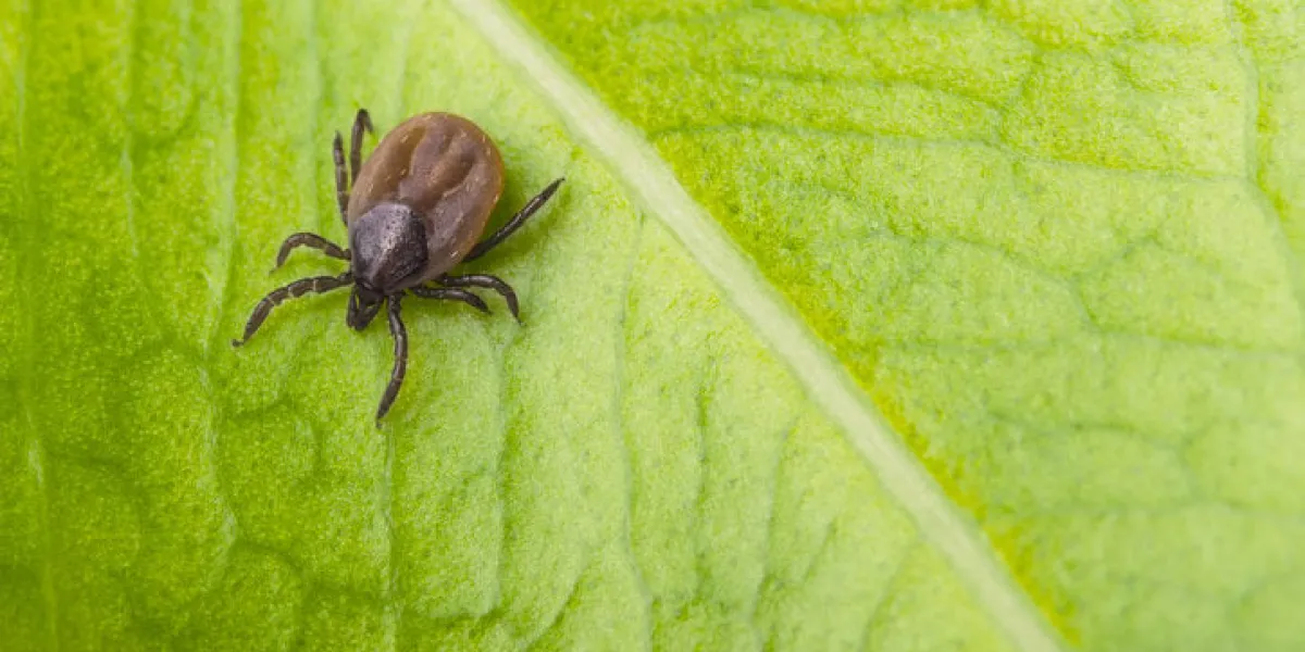 close-up of dangerous infectious mite on natural texture with diagonal line black legged castor bean tick it carries encephalitis, lyme borreliosis, babesiosis and ehrlichiosis