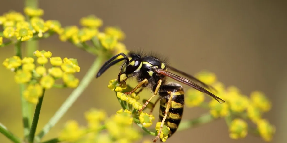 macro photo of a common carder bee (bombus pascuorum)