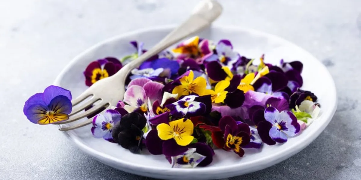 edible flowers, field pansies, violets on white plate grey background close up