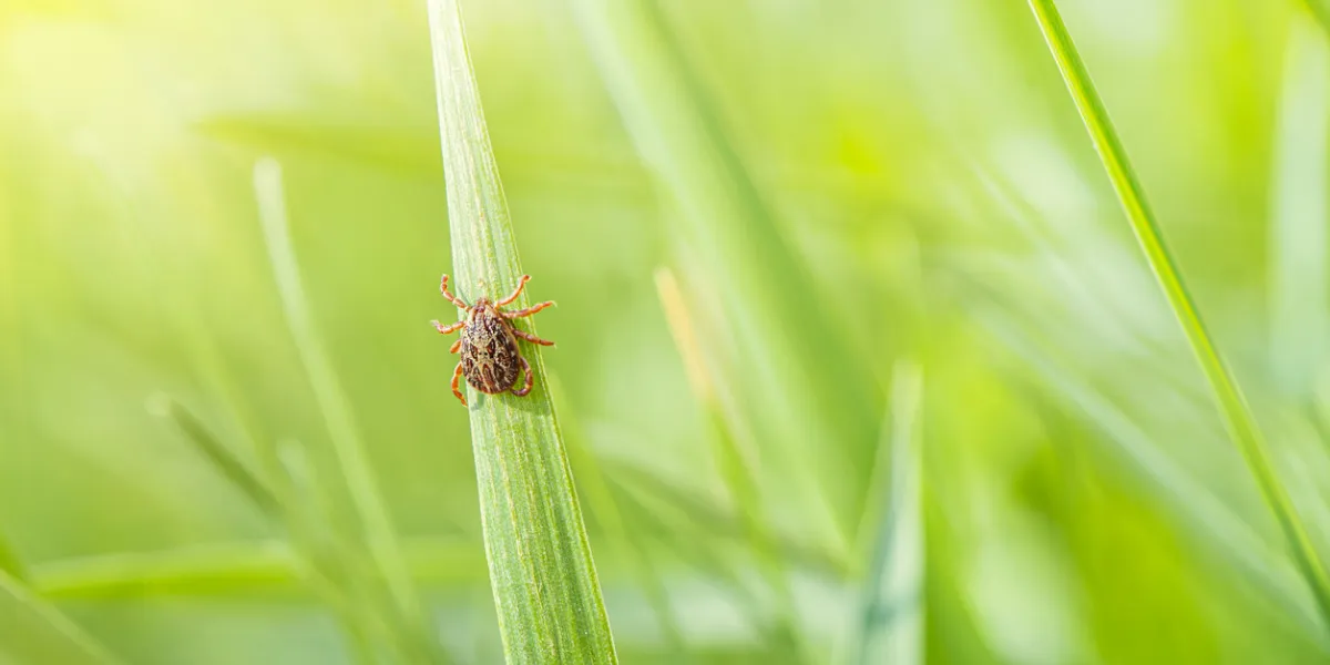 a small brown tick sits on the grass in the bright summer sun during the day dangerous blood-sucking arthropod animal transfers viruses and diseases