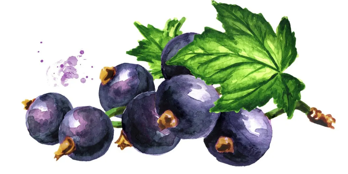 black currant branch, hand drawn watercolor illustration, isolated on white background