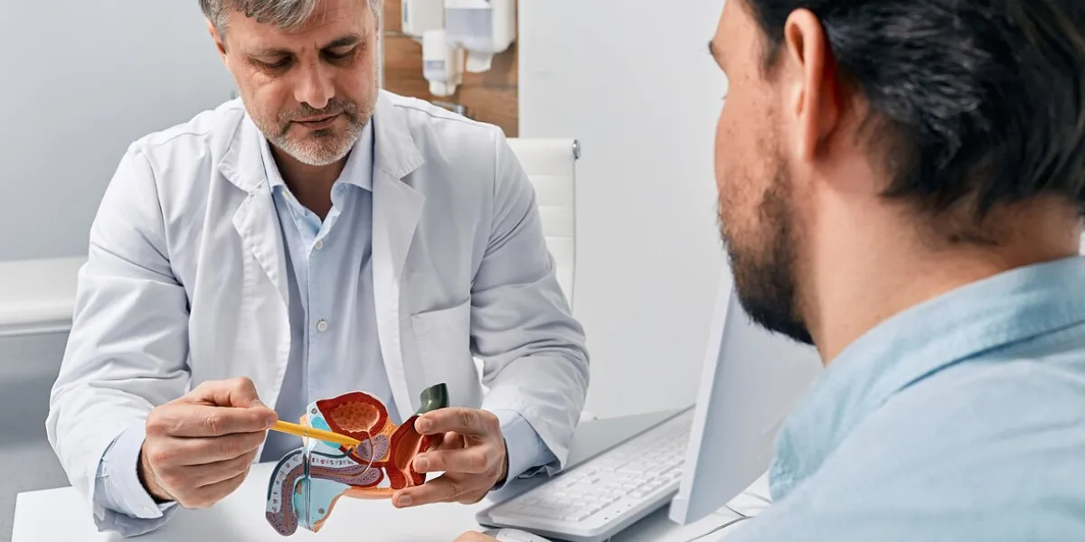 doctor urologist consulting patient with prostatitis, explaining to him methods of treatment using anatomical model of male reproductive system prostatitis treatment