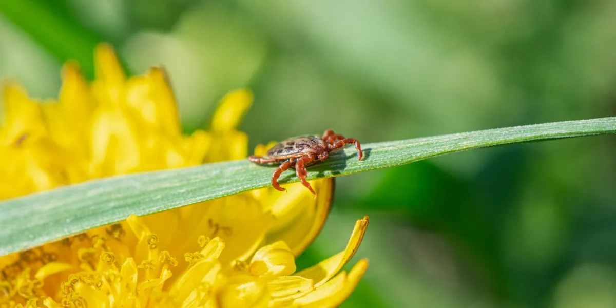 harvest mite hunts on dog sitting on the grass in spring in may encephalitis dermacentor marginatus, dermacentor reticulatus