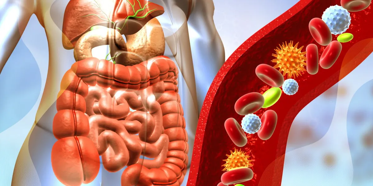 human digestive system anatomy with virus and blood cells 3d illustration