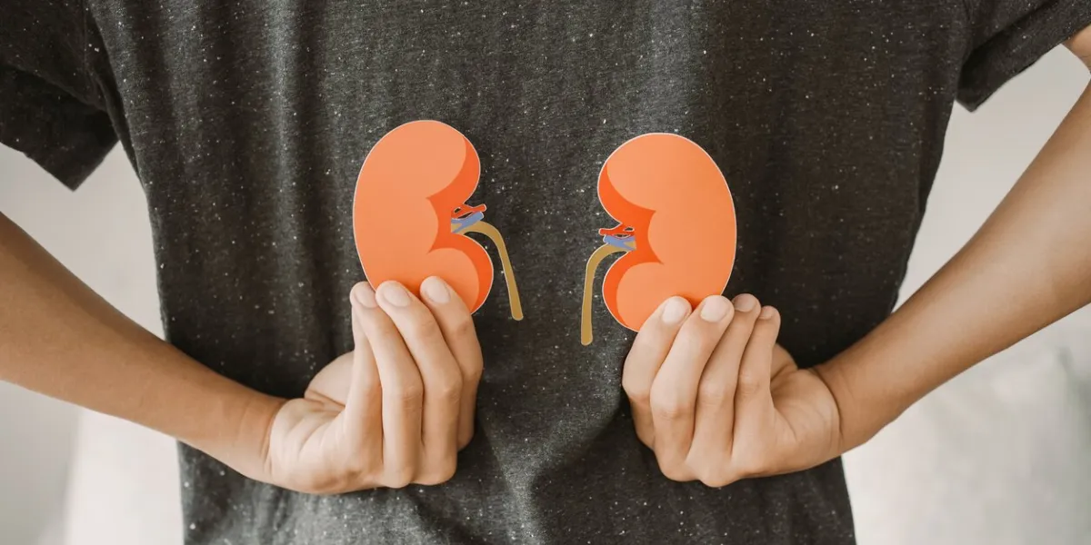 back view of man holding kidney shape, suffering from lower back pain , chronic kidney disease, renal failure concept