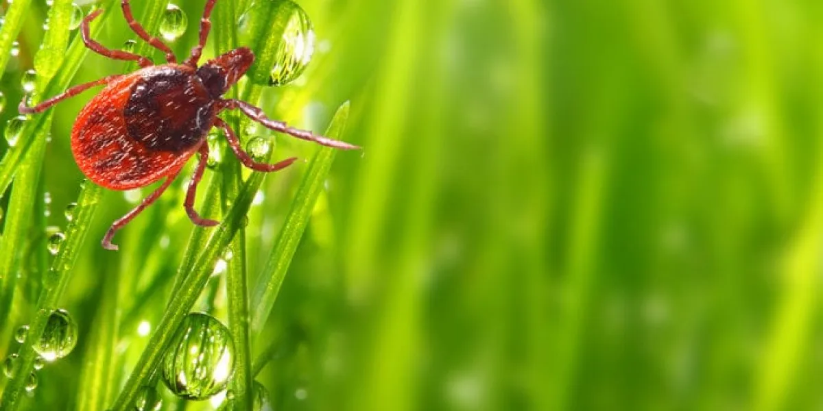 tick on green grass dangerous parasite this animal is vehicle of many infections picture with copy space