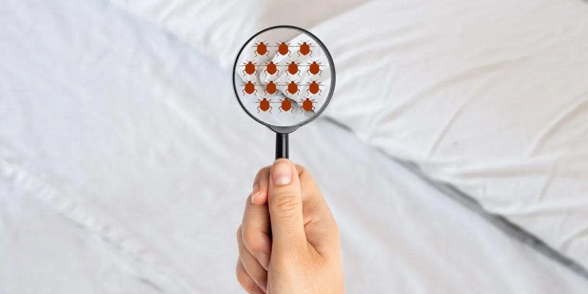 hand woman with magnifying glass detecting bed bugs in bedroom