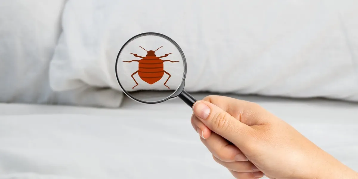 close-up of a woman with magnifying glass detecting bed bug in bedroom