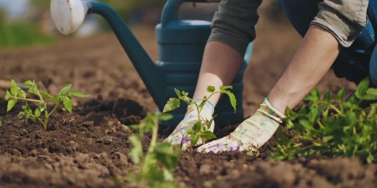 farmer hands planting to soil tomato seedling in the vegetable garden on the background a watering can for irrigation organic farming and spring gardening concept