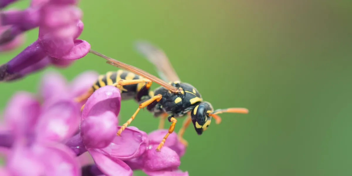 guêpe sur gros plan de fleurs de lilas