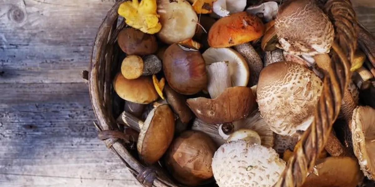 variété de champignons forestiers sauvages non cuites dans un panier sur une vue de dessus de vieux panneau en bois