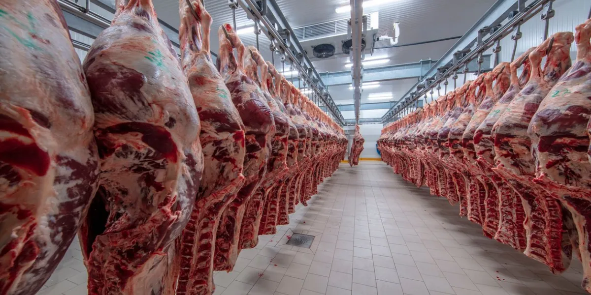 meat industry,meats hanging in the cold store cattles cut and hanged on hook in a slaughterhouse halal cutting